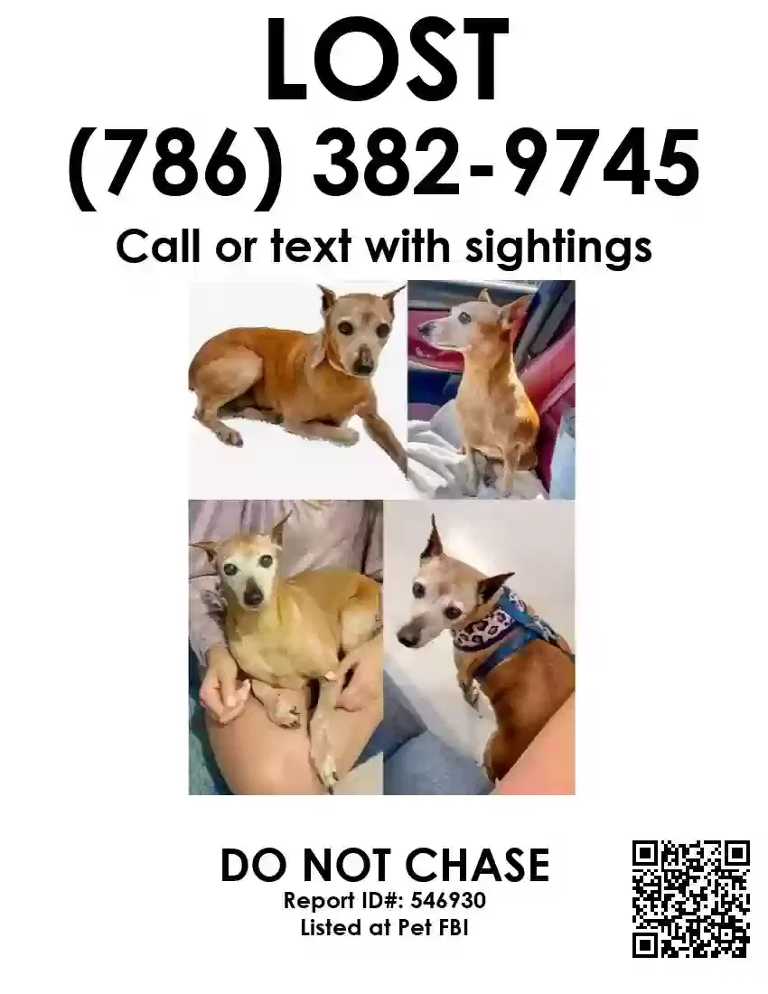 Lost dog in Hialeah, FL, 33018