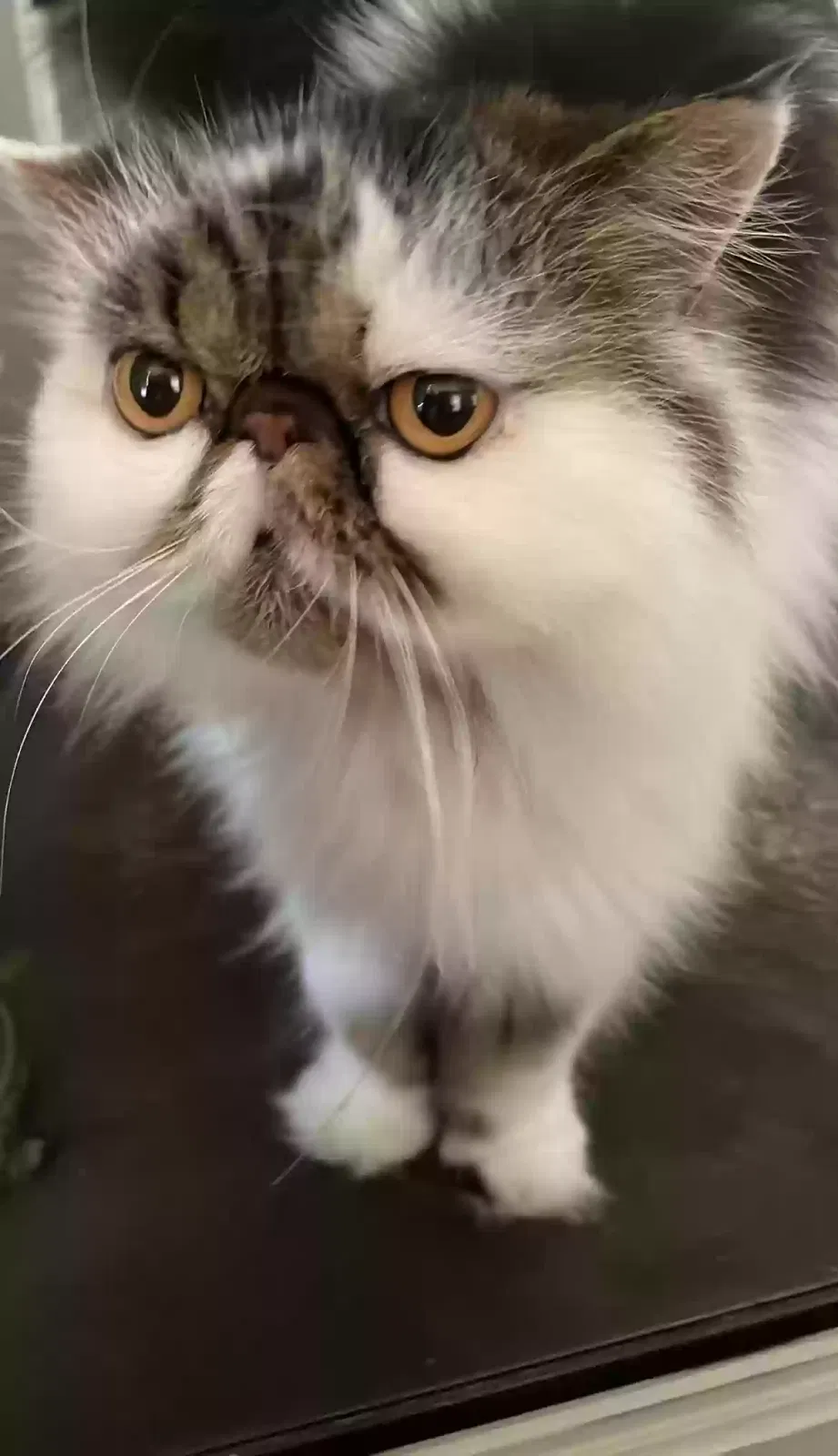 Lost cat in Winchester, CA, 92596