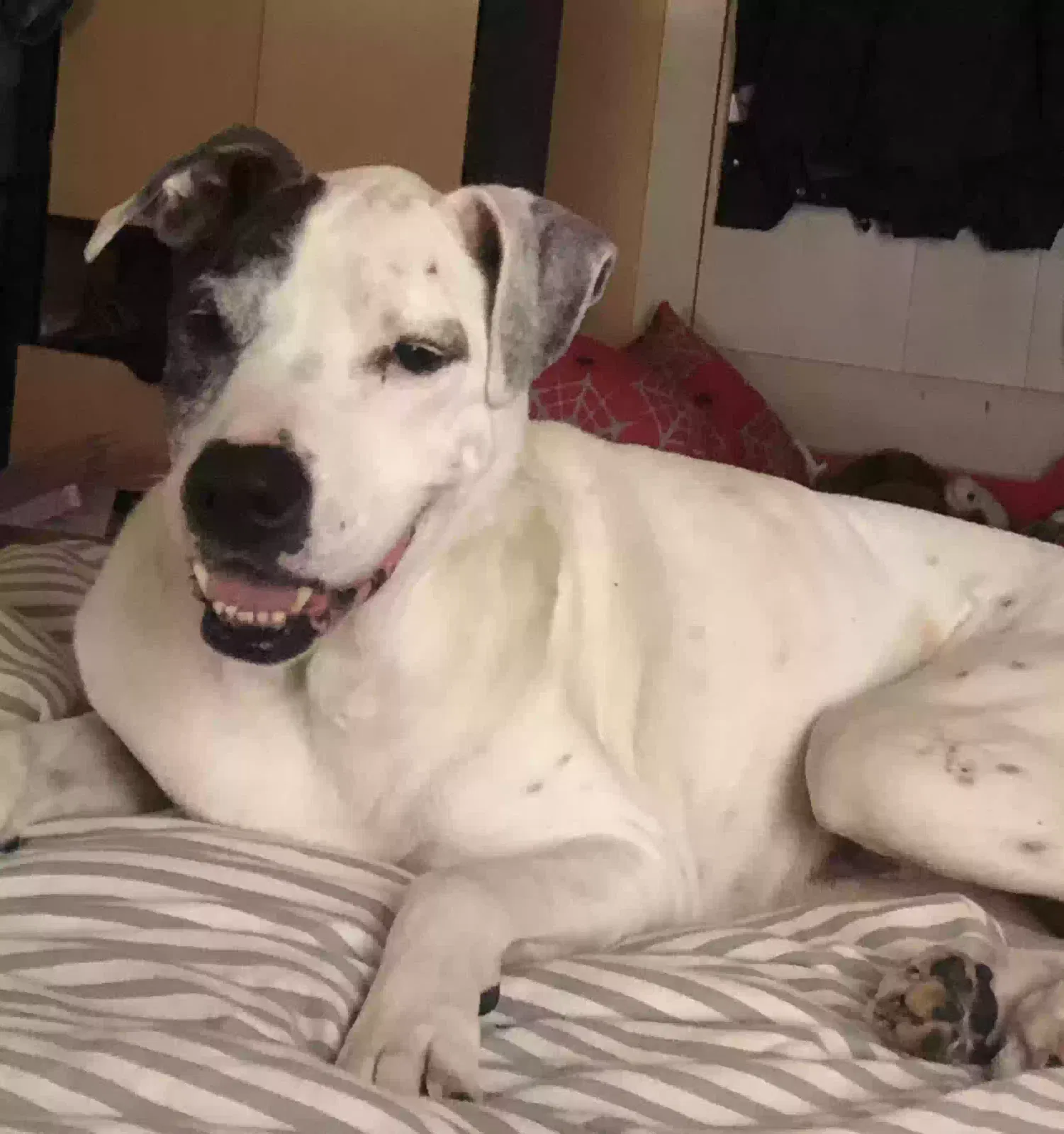 Lost dog in Perryville, KY, 40468