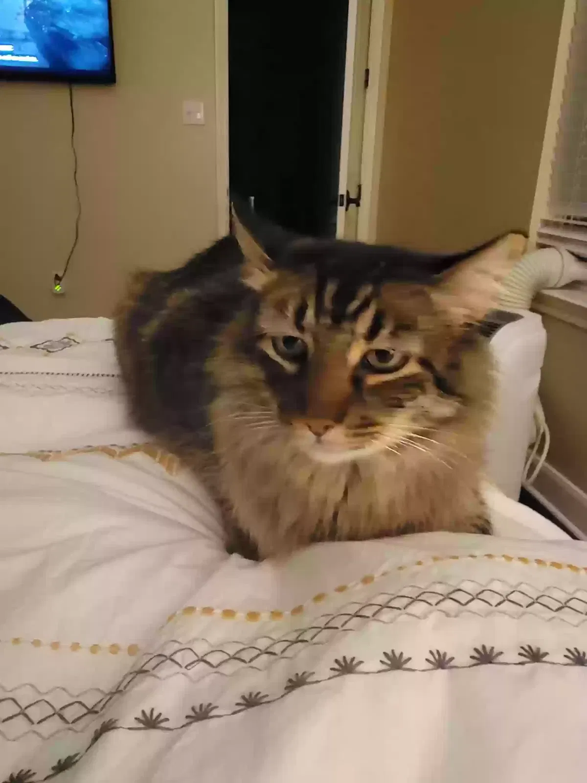 Lost cat in Spring Branch, TX, 78070
