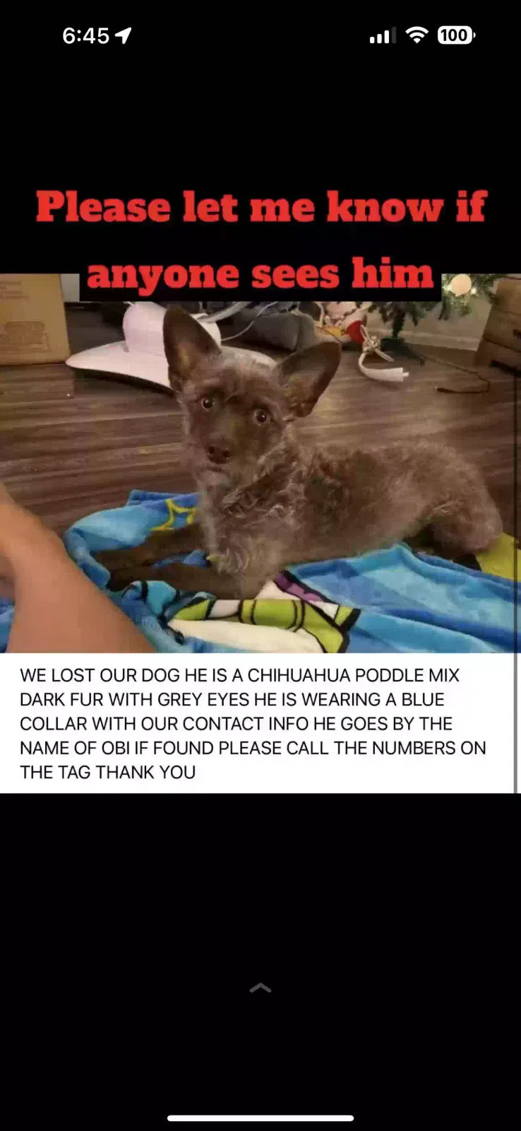 Lost dog in Phoenix, AZ, 85019