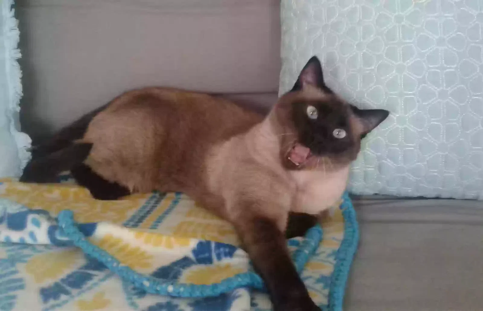 Lost cat in Escondido, CA, 92025