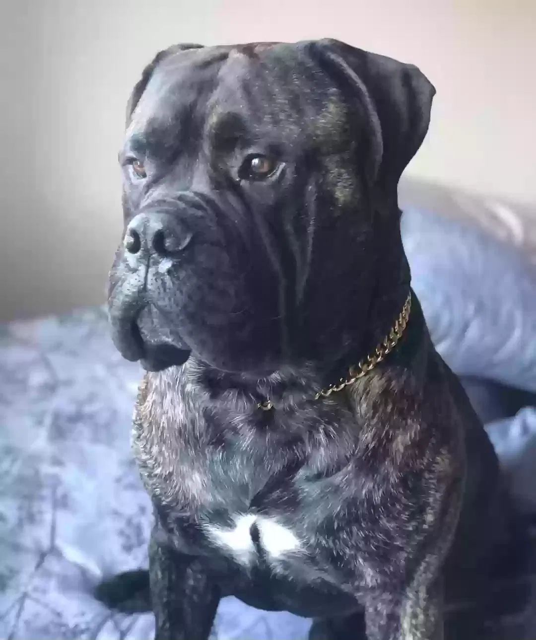Lost dog in San Diego, CA, 92114