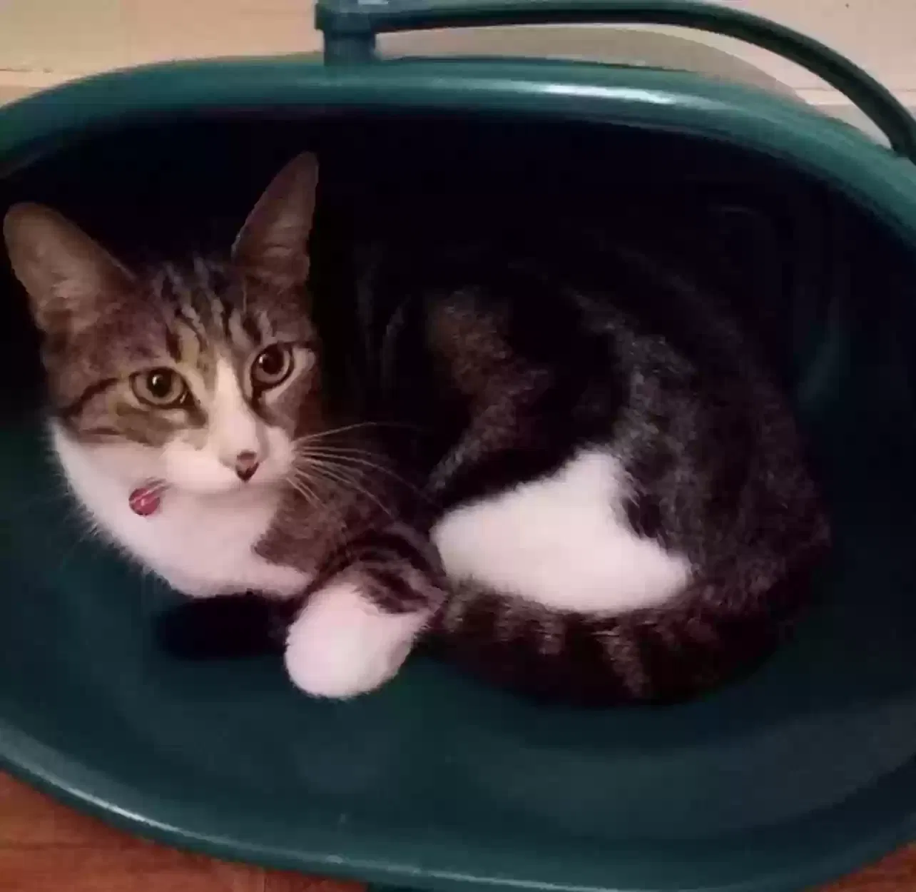 Lost cat in Philadelphia, PA, 19133