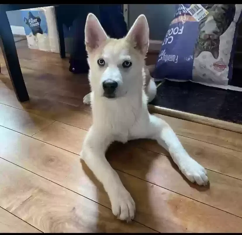 Lost dog in Riverdale, MD, 20737