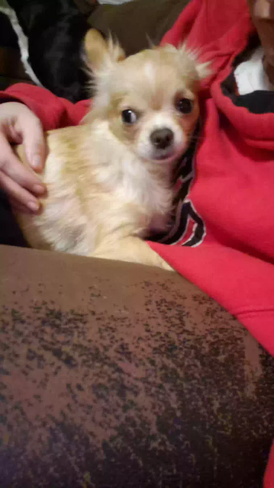 Lost dog in Toledo, OH, 43609