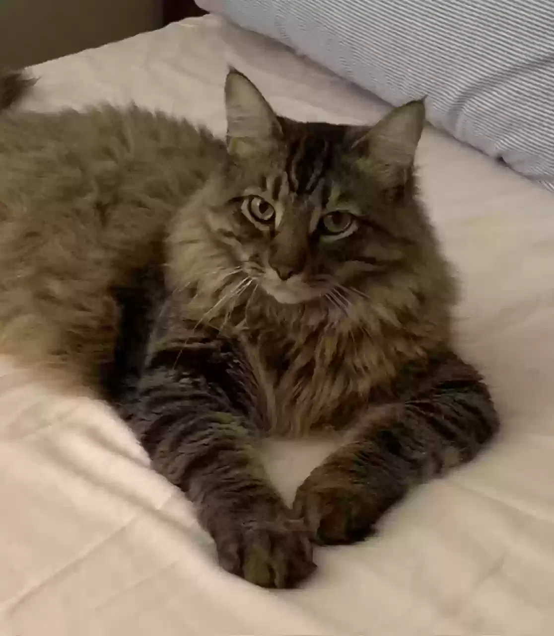 Lost cat in Murfreesboro, TN, 37128