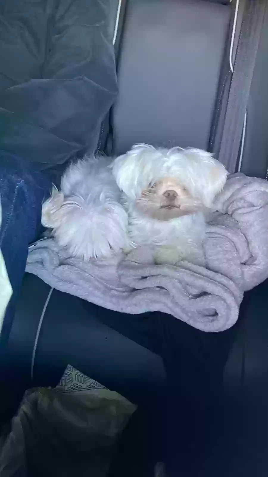 Lost dog in Bell Gardens, CA, 90201