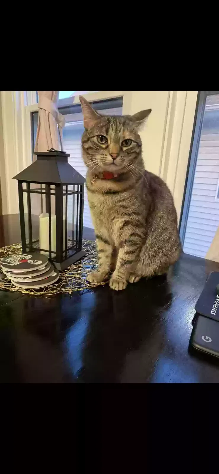 Lost cat in Lakewood, OH, 44107
