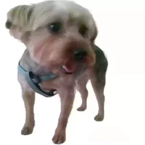 Lost dog in San Diego, CA, 92120
