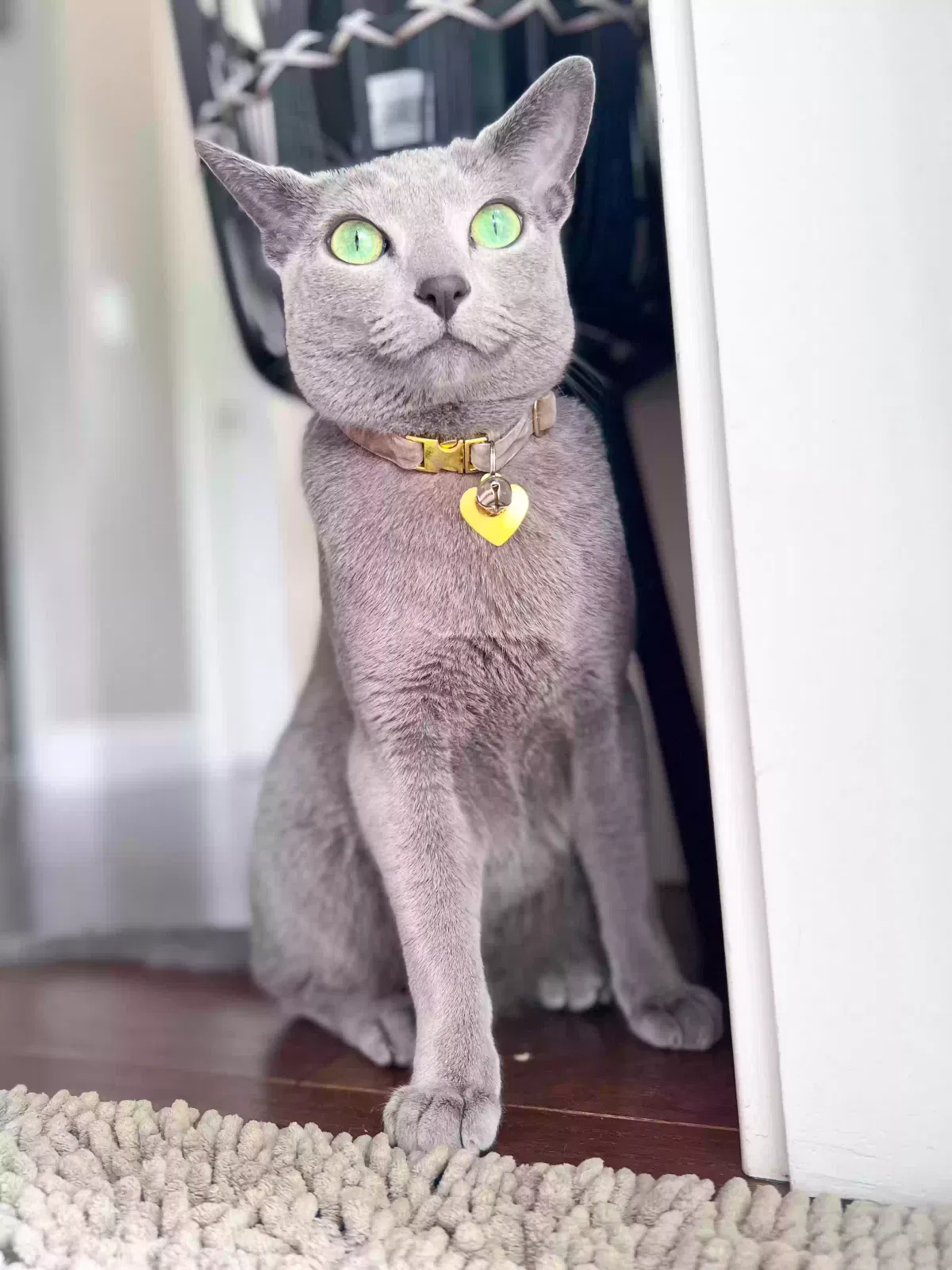 Lost cat in Lakewood, OH, 44107