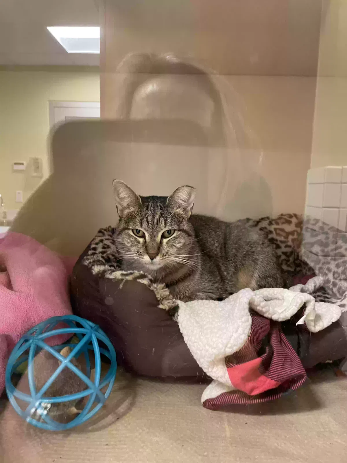 Lost cat in West Yarmouth, MA, 2673