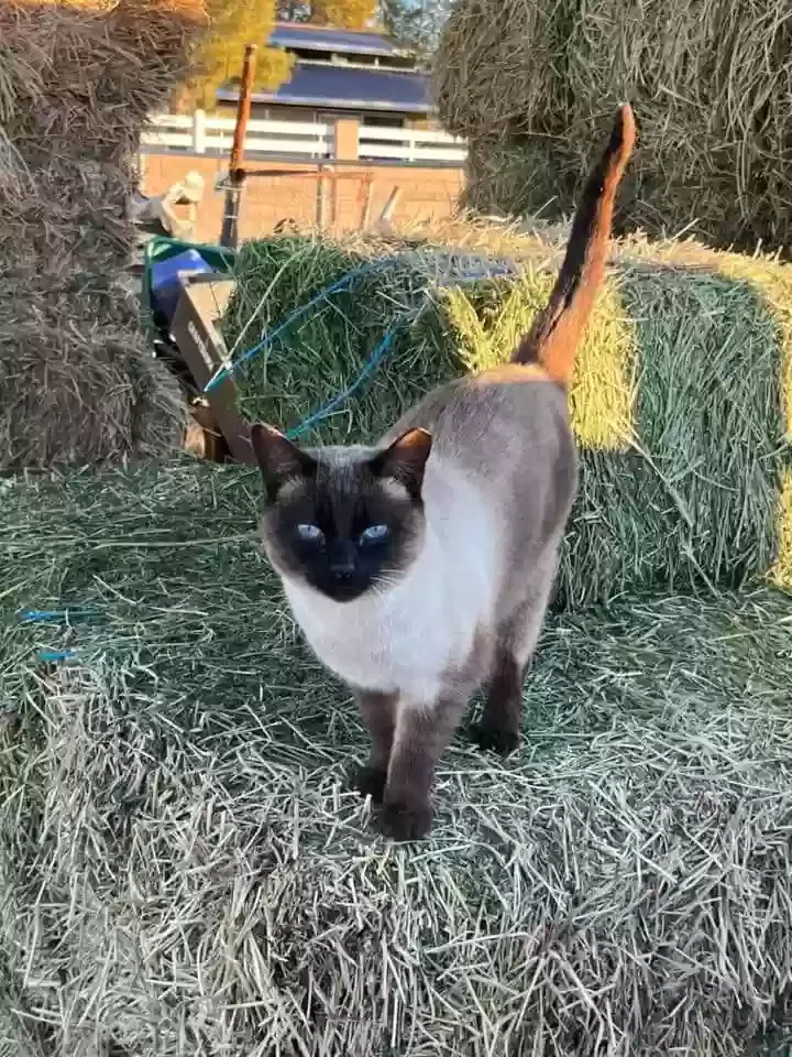 Lost cat in Las Vegas, NV, 89131