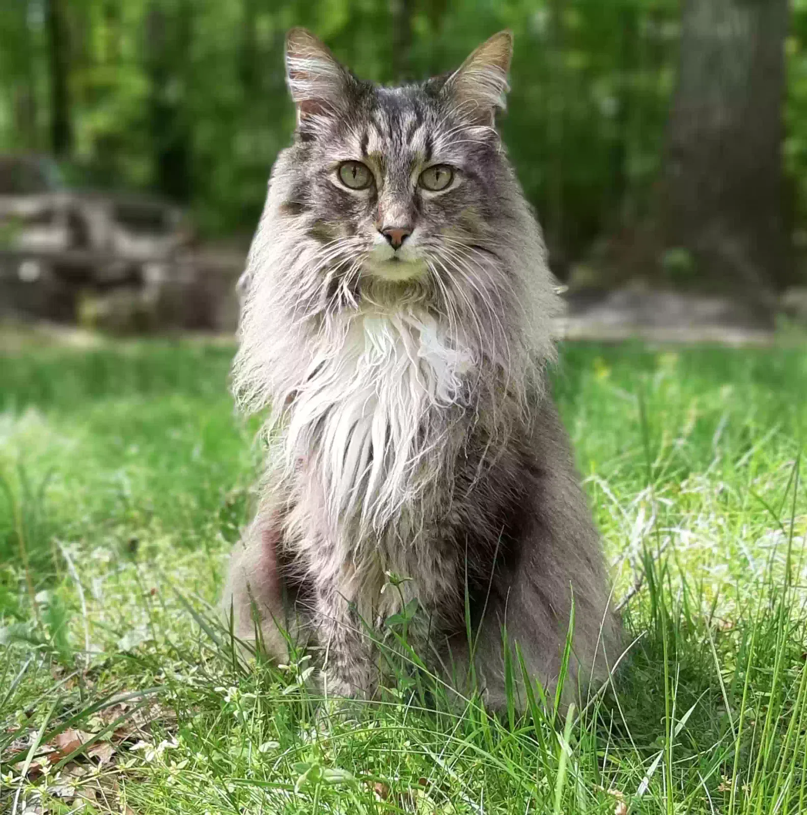 Lost cat in Fairfax Station, VA, 22039