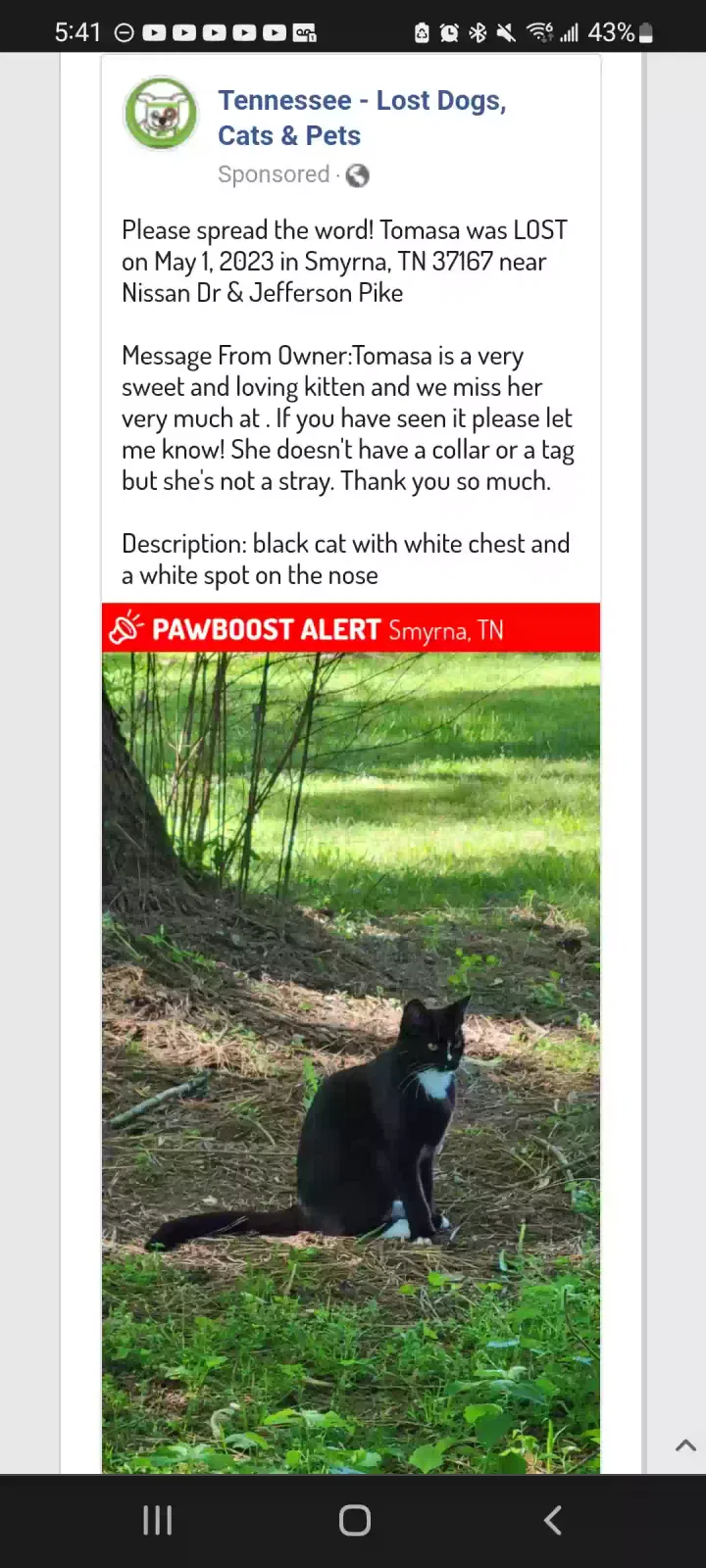 Lost cat in Smyrna, TN, 37167