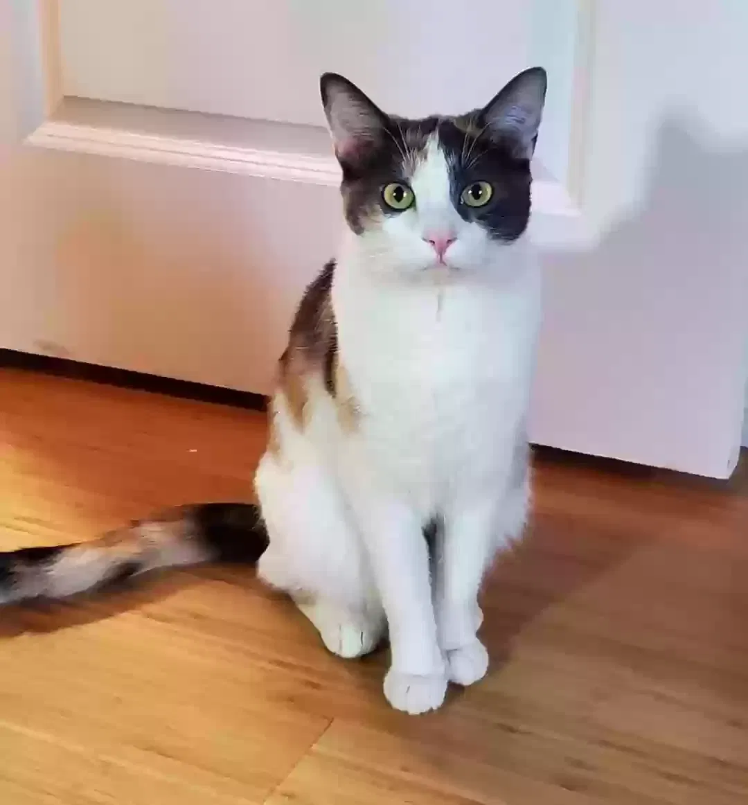 Lost cat in Addison, IL, 60101