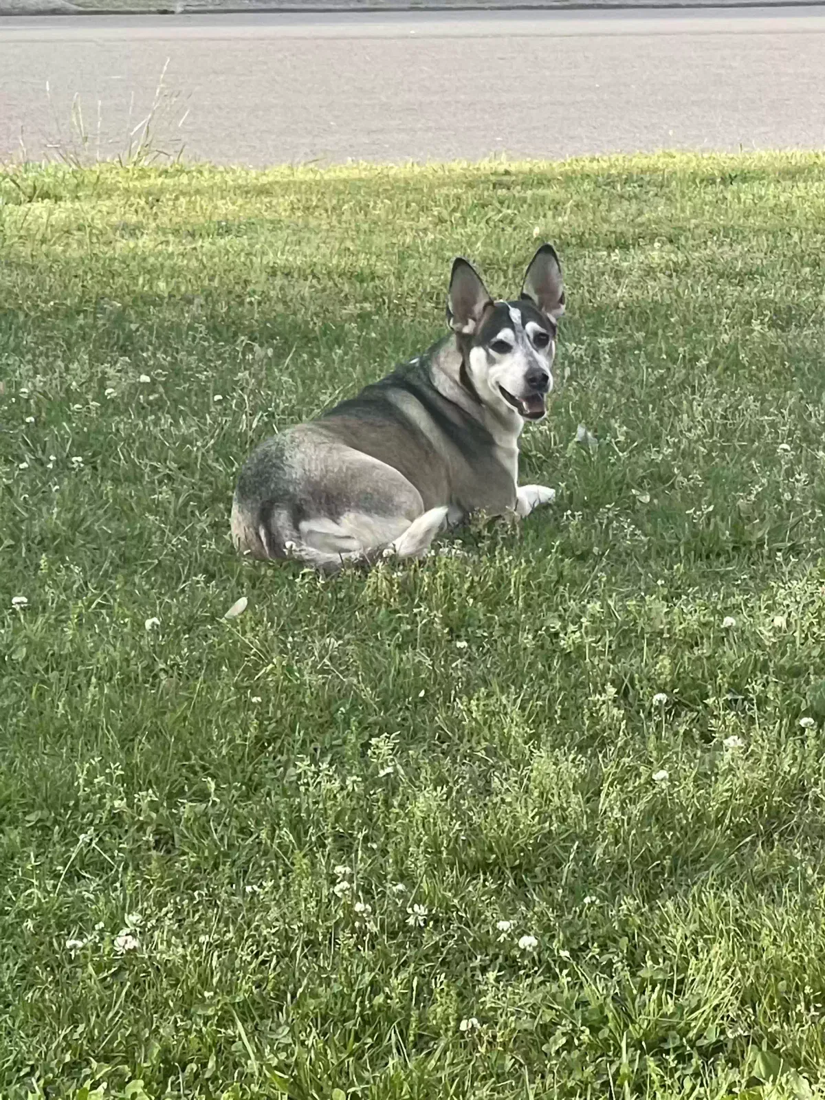 Lost dog in Smyrna, TN, 37167
