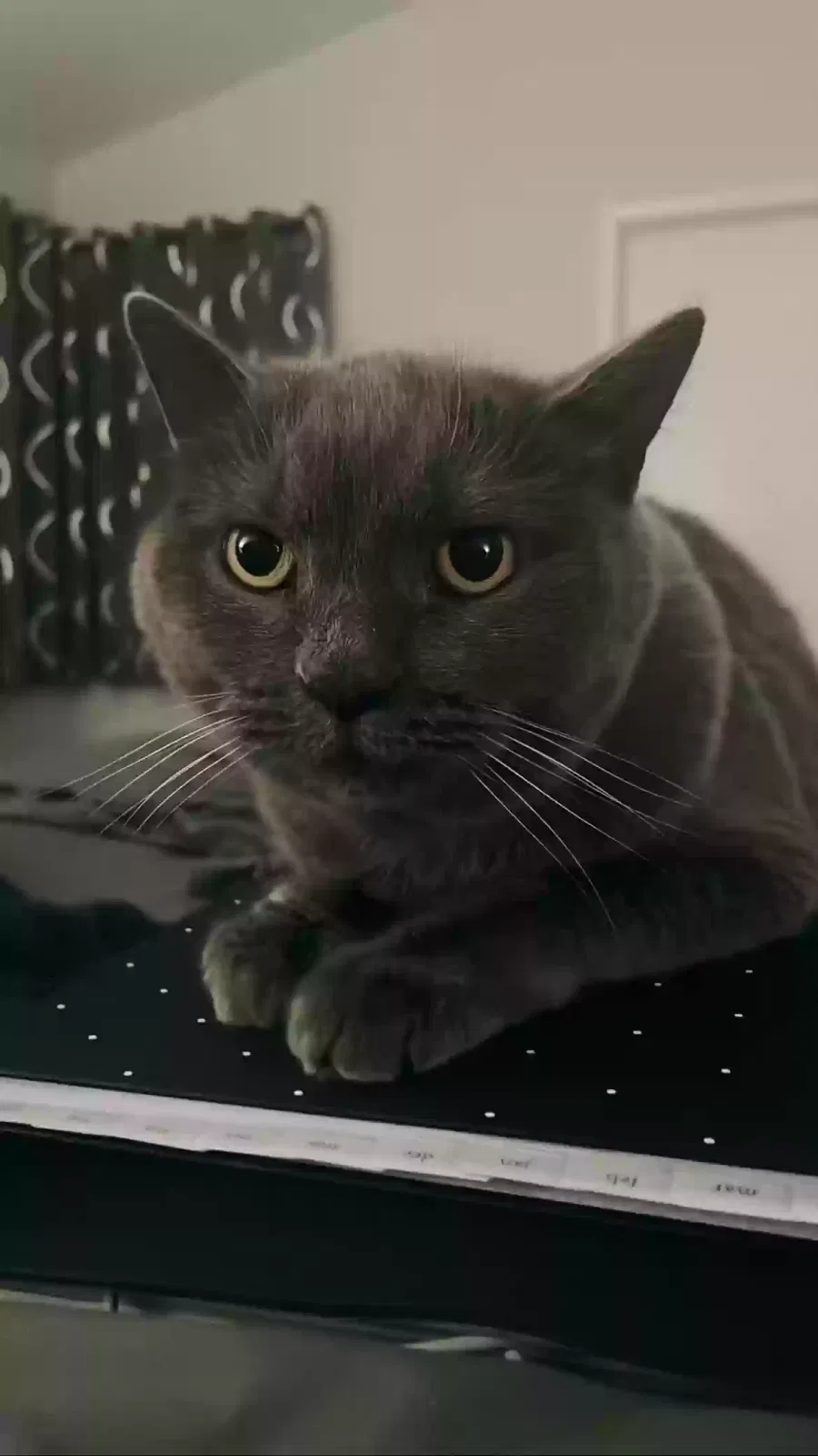 Lost cat in Mesa, AZ, 85213