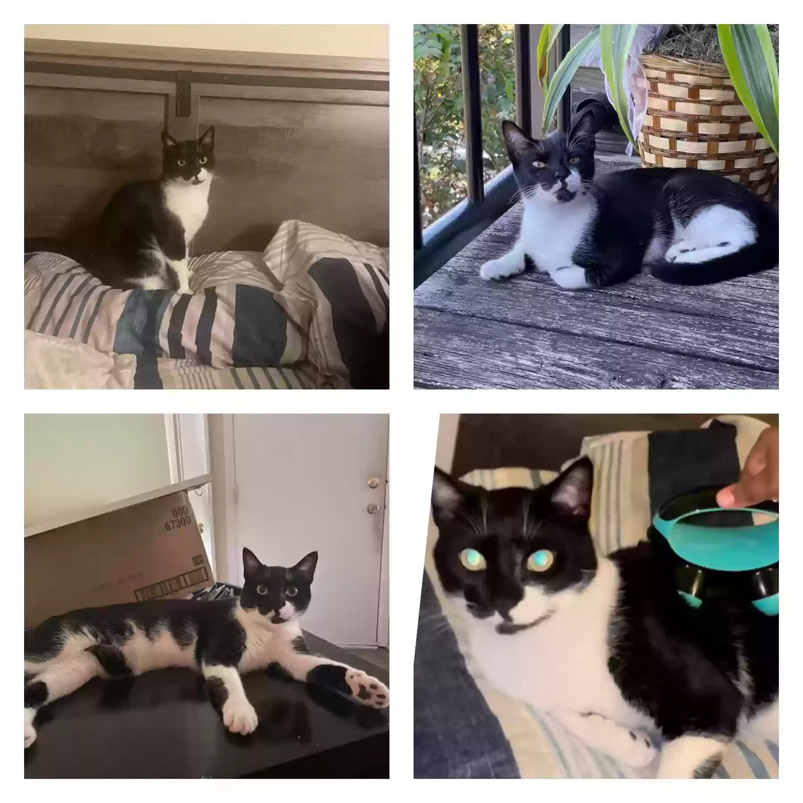 Lost cat in Charlotte, NC, 28227