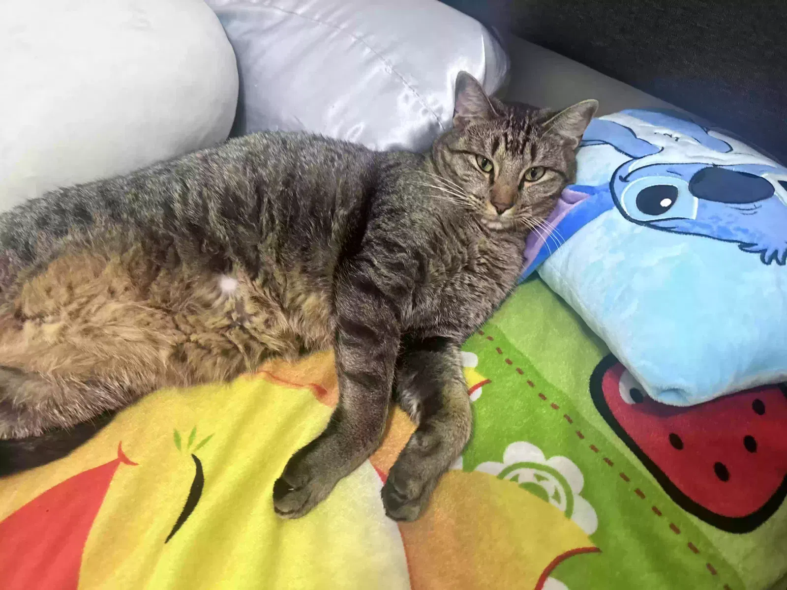 Lost cat in Fort Worth, TX, 76131