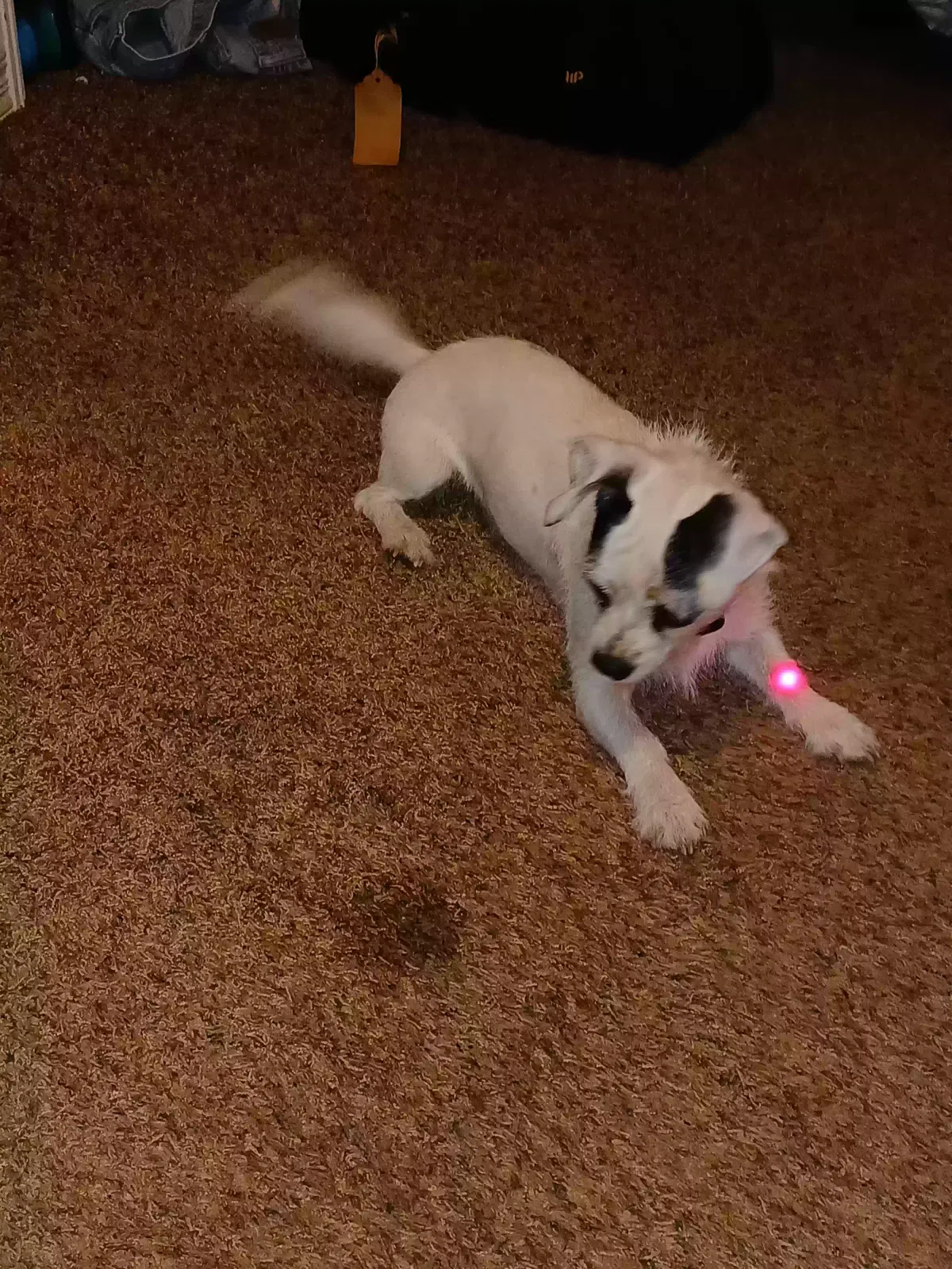 Found dog in Oregon City, OR, 97045