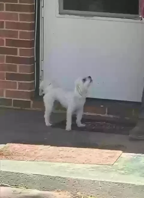 Lost dog in Unknown, OK, 741127