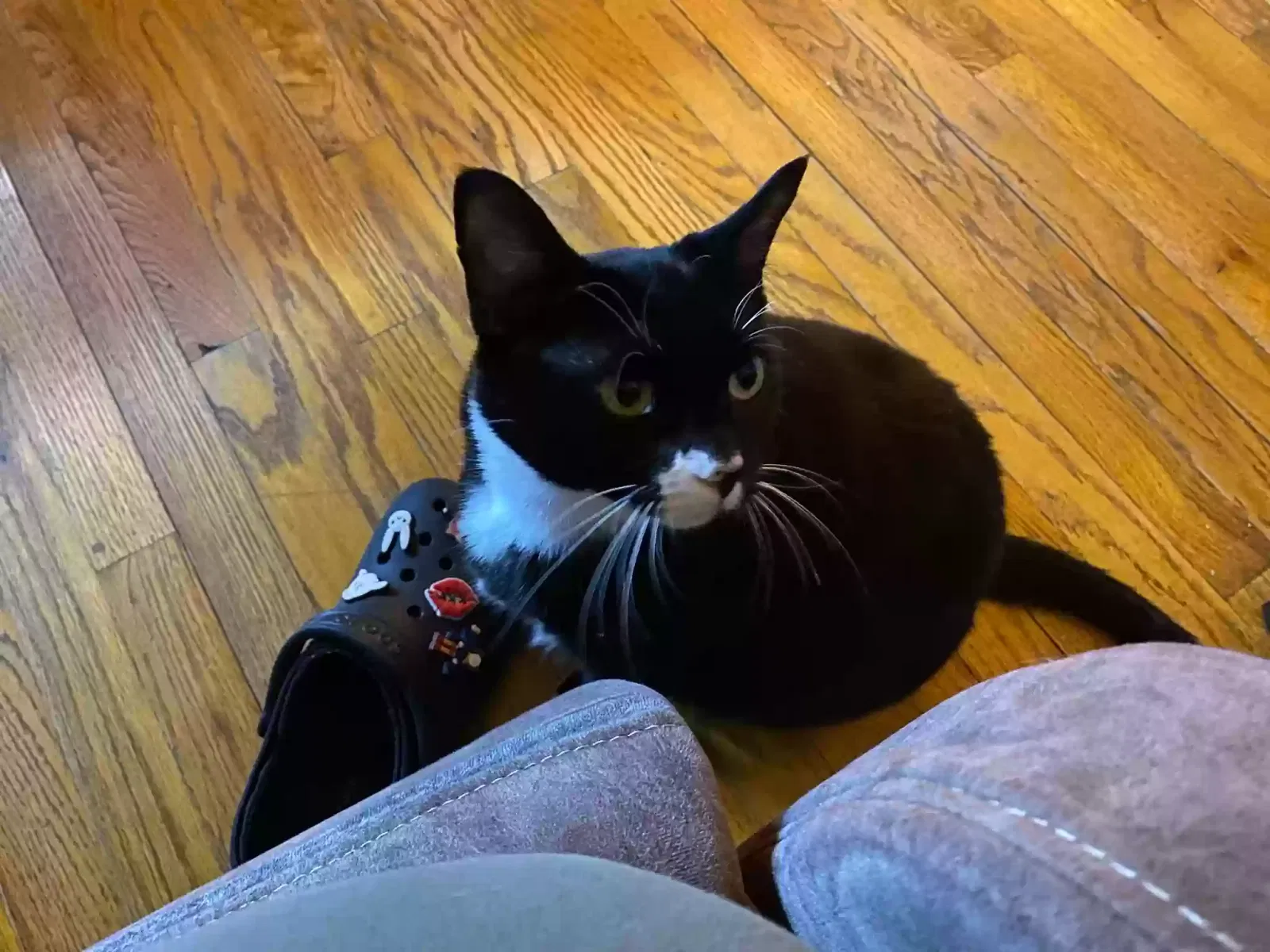 Lost cat in Chicago, IL, 60625