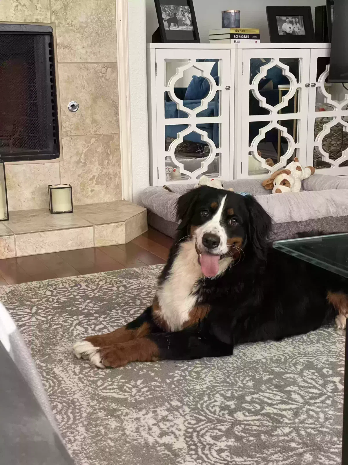 Lost dog in Mckinney, TX, 75071