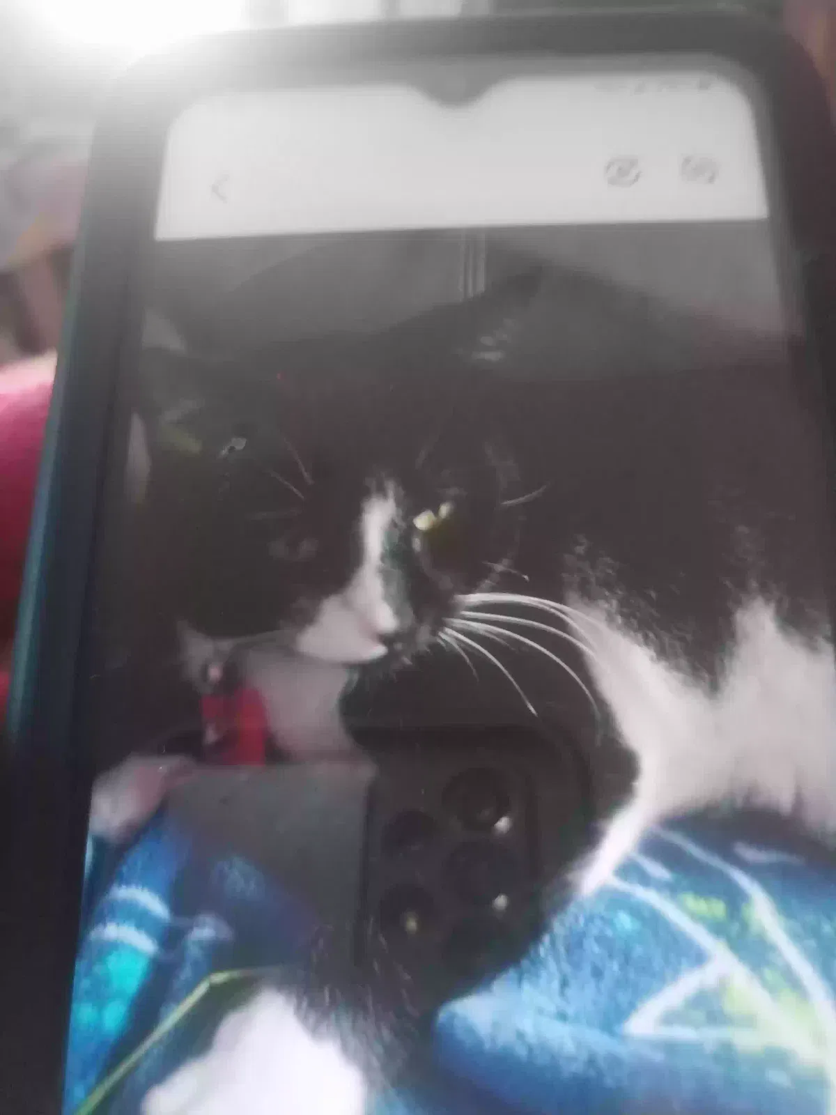 Lost cat in Hoquiam, WA, 98550