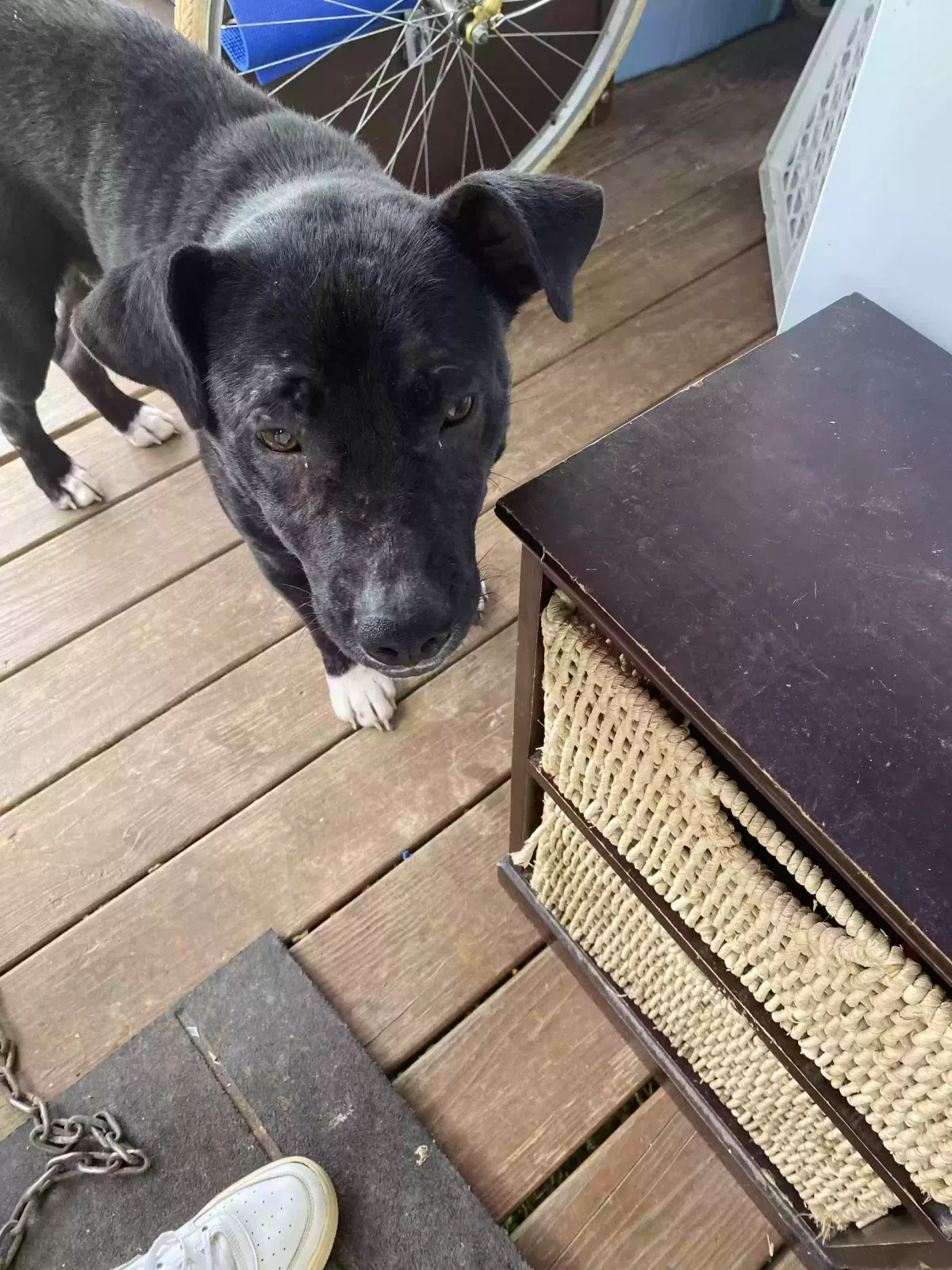 Found dog in Livingston, TX, 77351