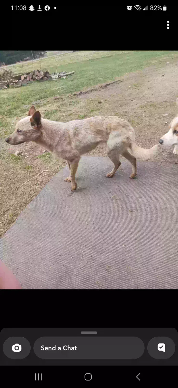 Lost dog in Oak Creek, WI, 53154