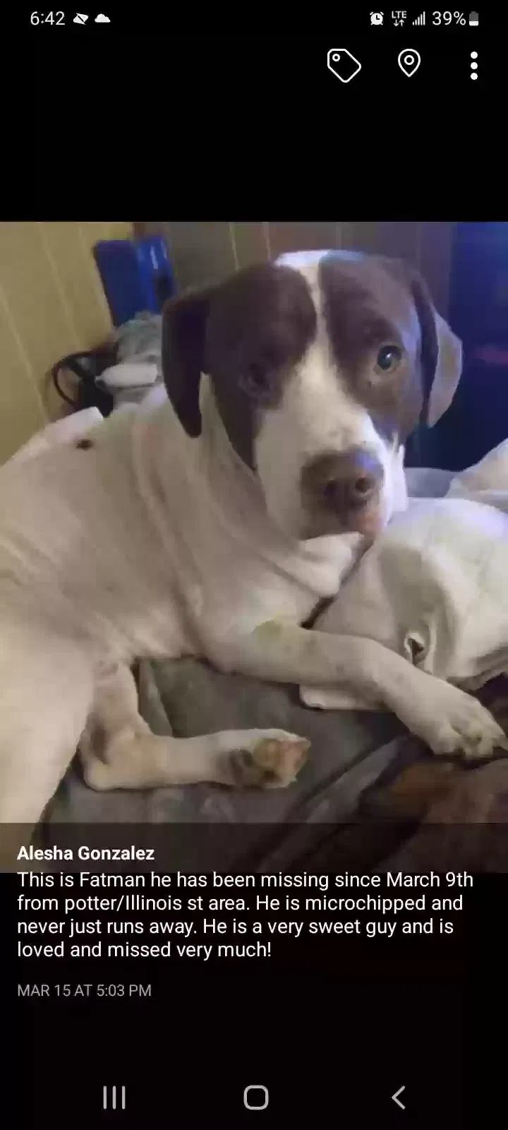 Lost dog in Hot Springs National Park, AR, 71901