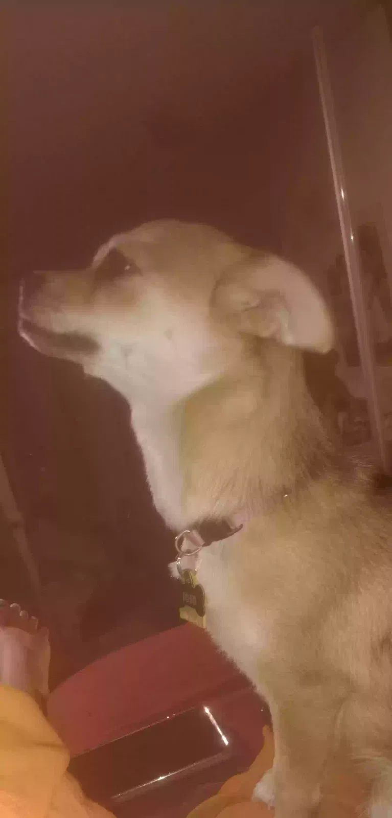 Lost dog in Newberry Springs, CA, 92365