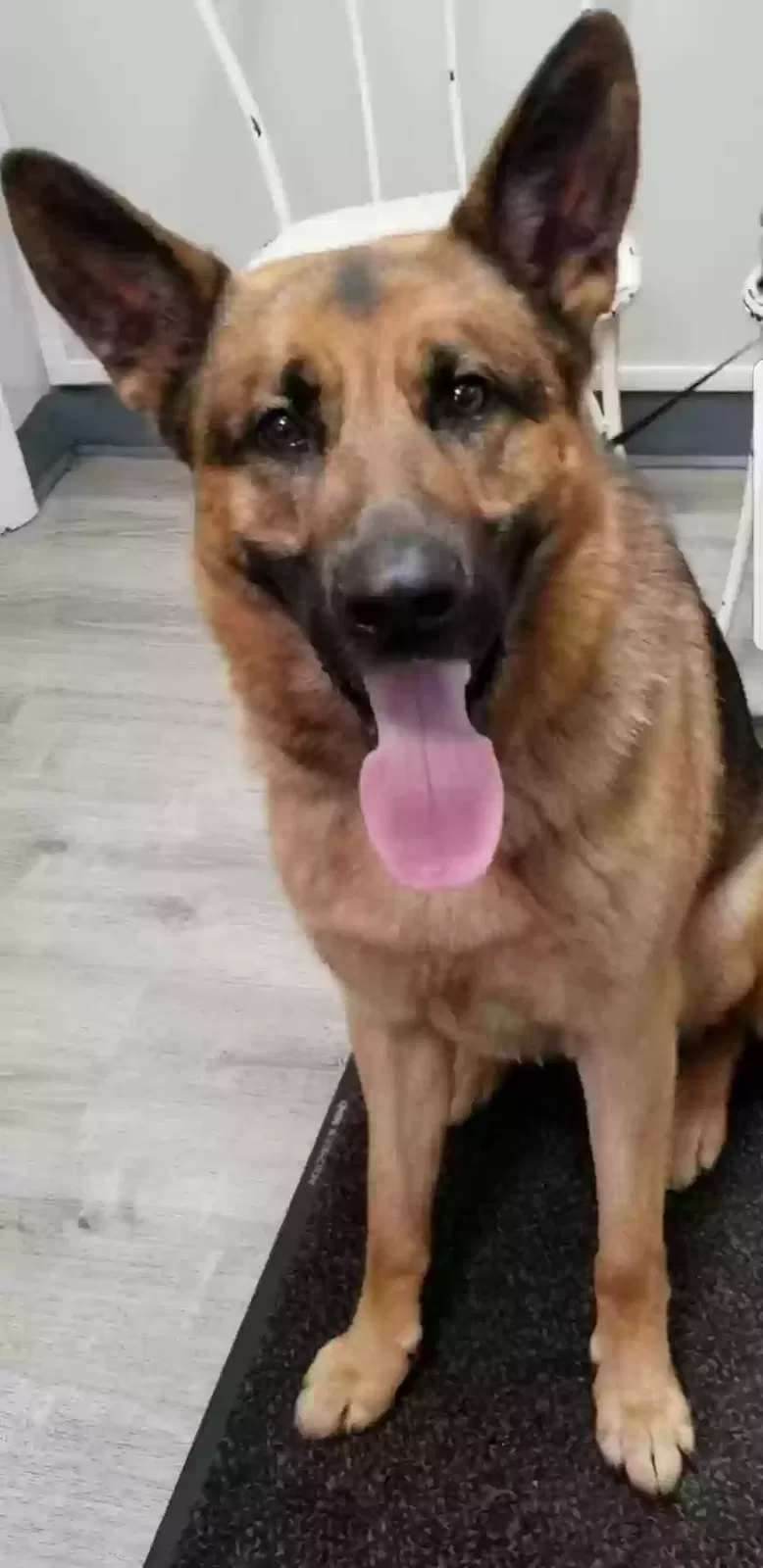 Lost dog in Valley City, OH, 44280