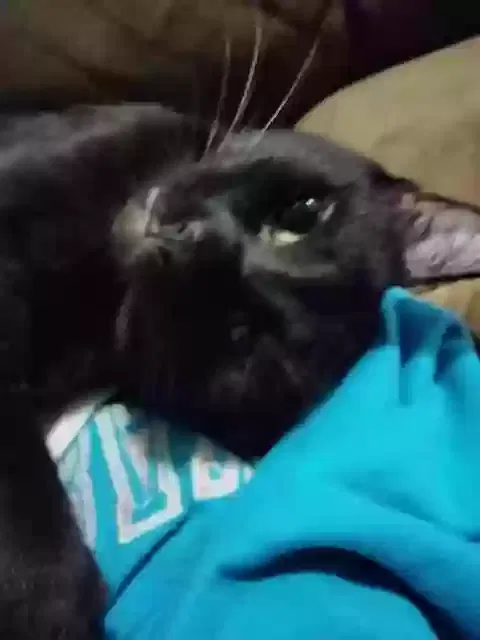 Lost cat in Blanchard, OK, 73010