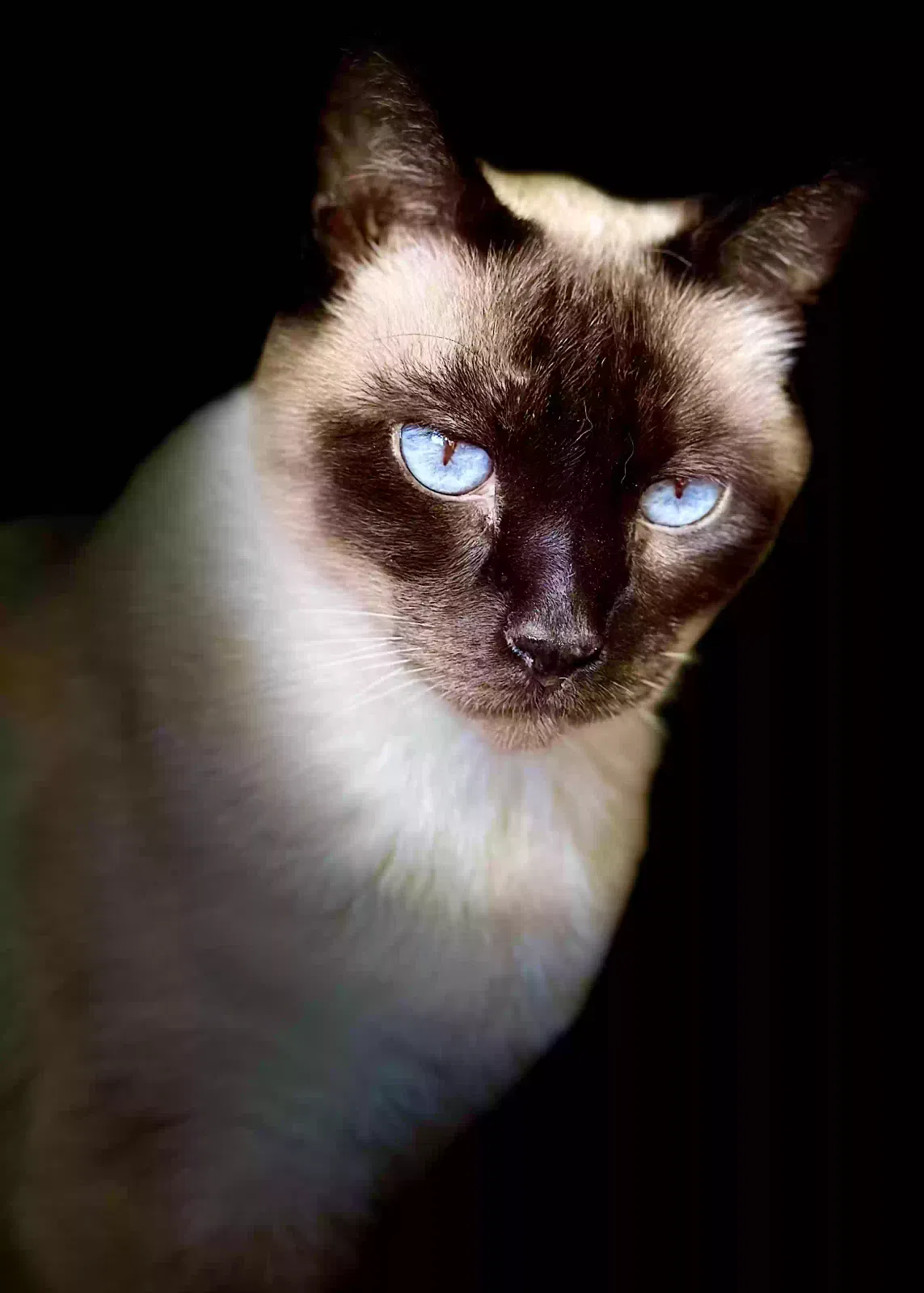 Lost cat in Los Angeles, CA, 90016