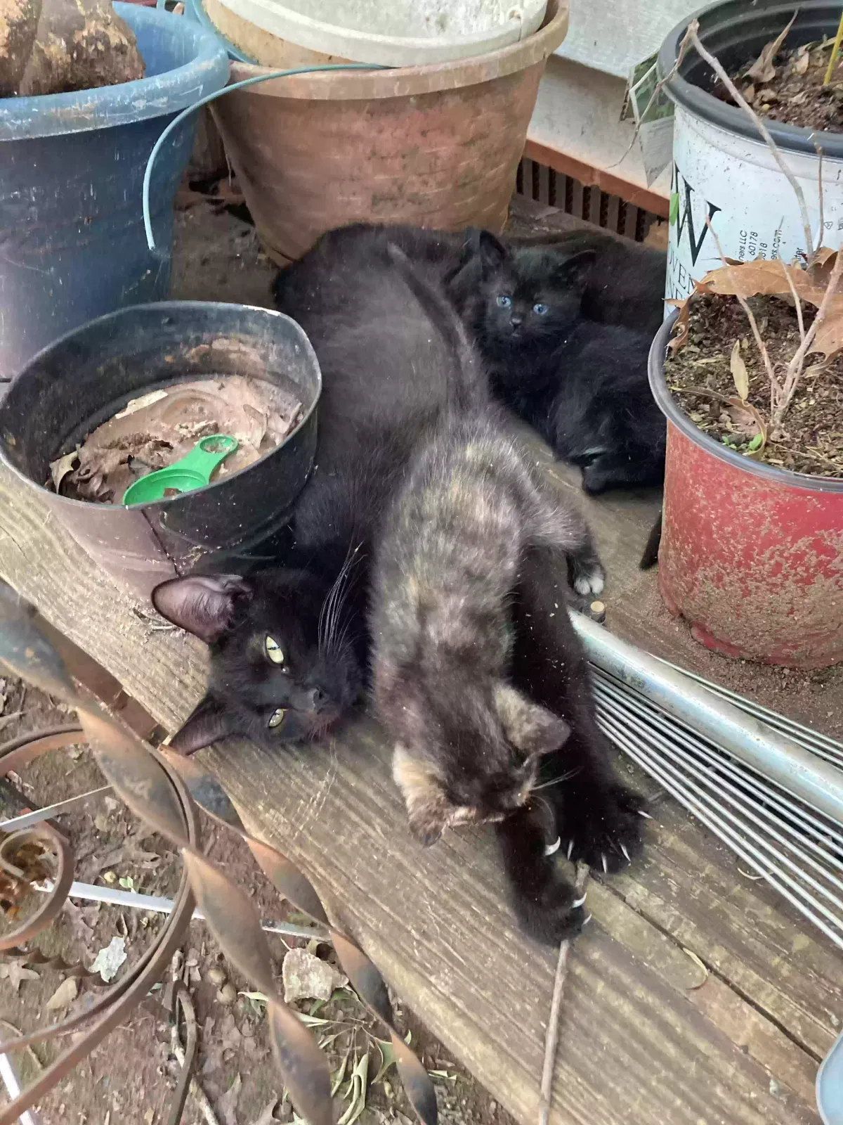 Lost cat in Salisbury, NC, 28147