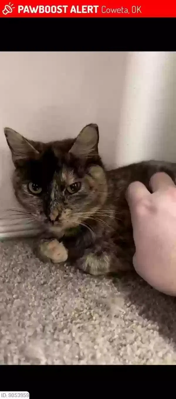 Lost cat in Coweta, OK, 74429