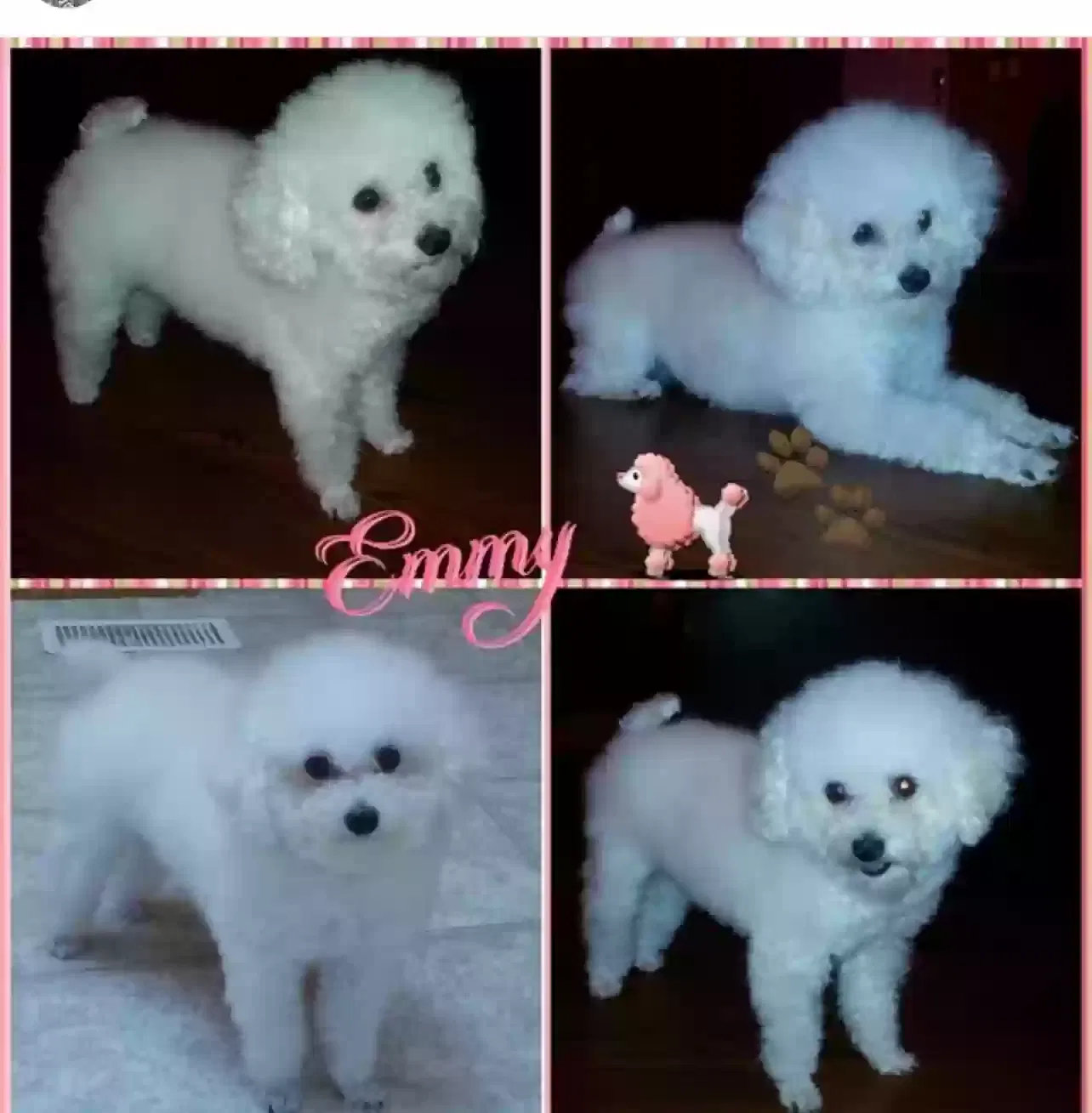 Lost dog in Rockford, MN, 55373