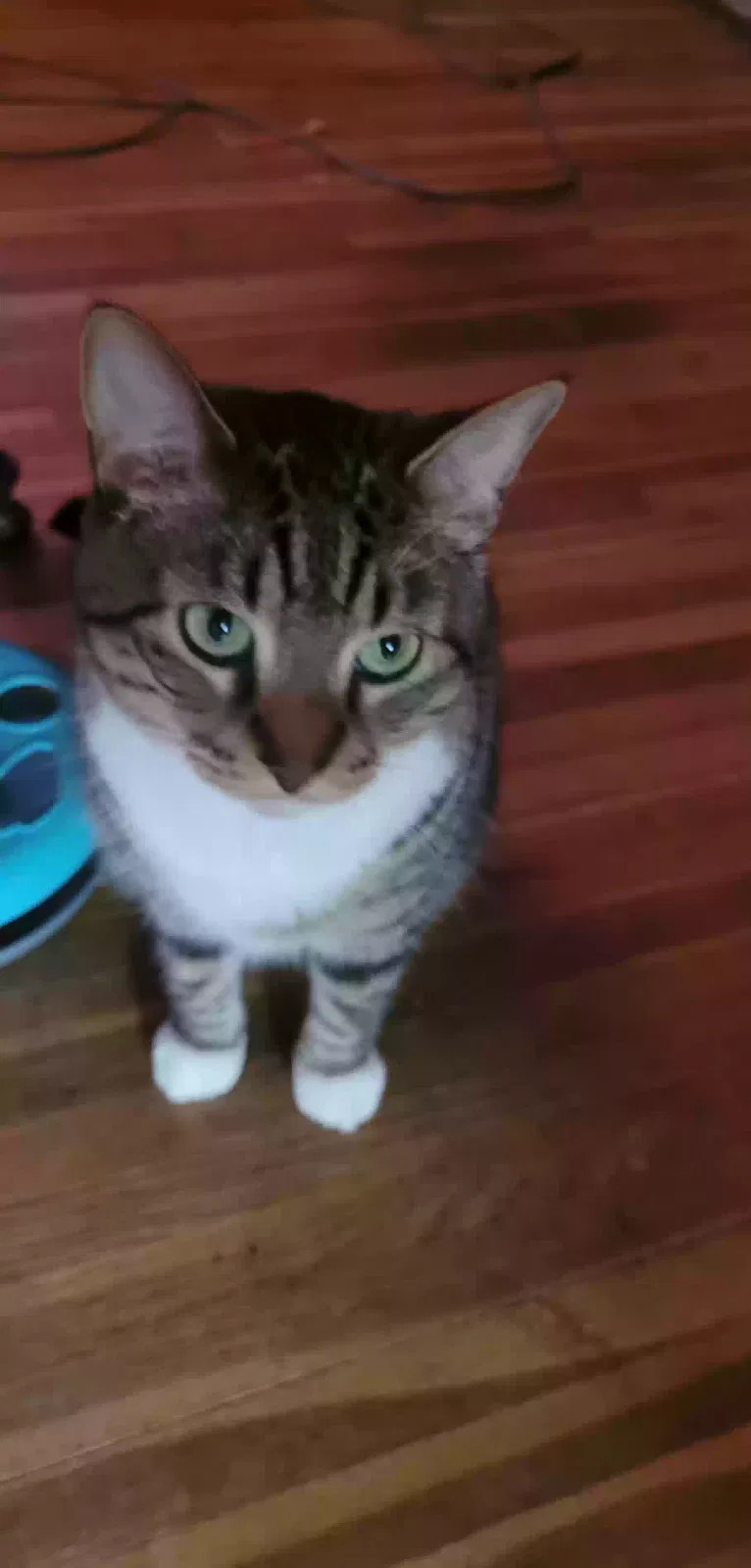 Lost cat in Wichita, KS, 67219
