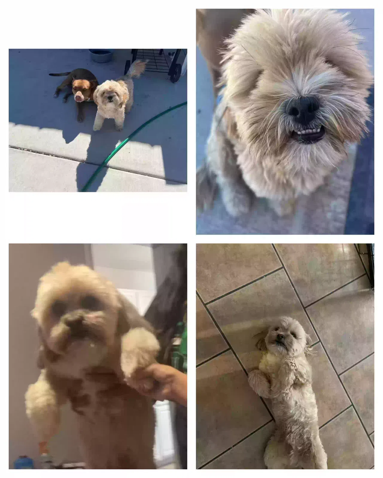 Lost dog in Albuquerque, NM, 87102
