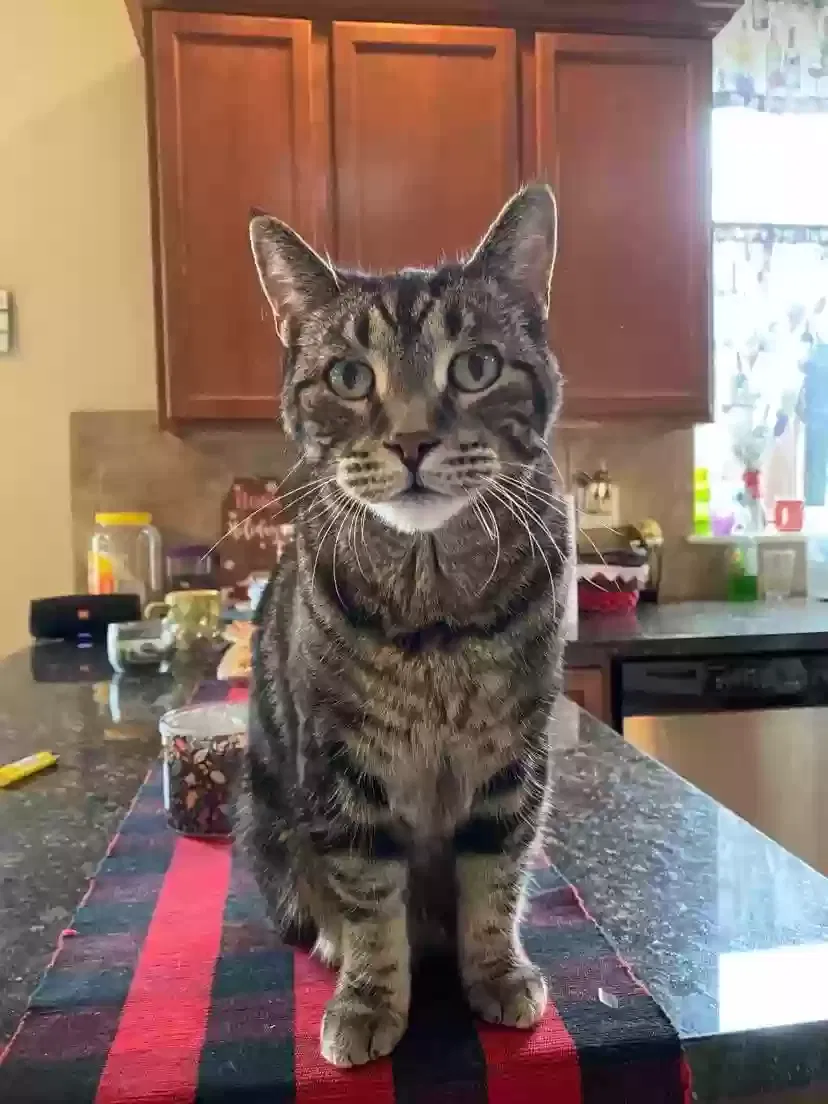 Lost cat in Graham, WA, 98338