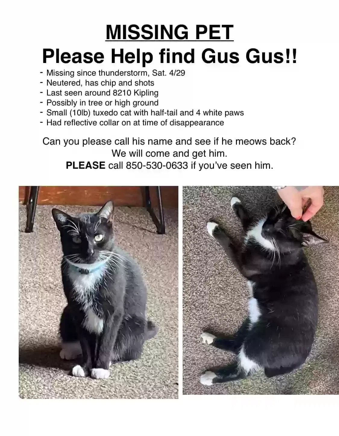 Lost cat in Pensacola, FL, 32514