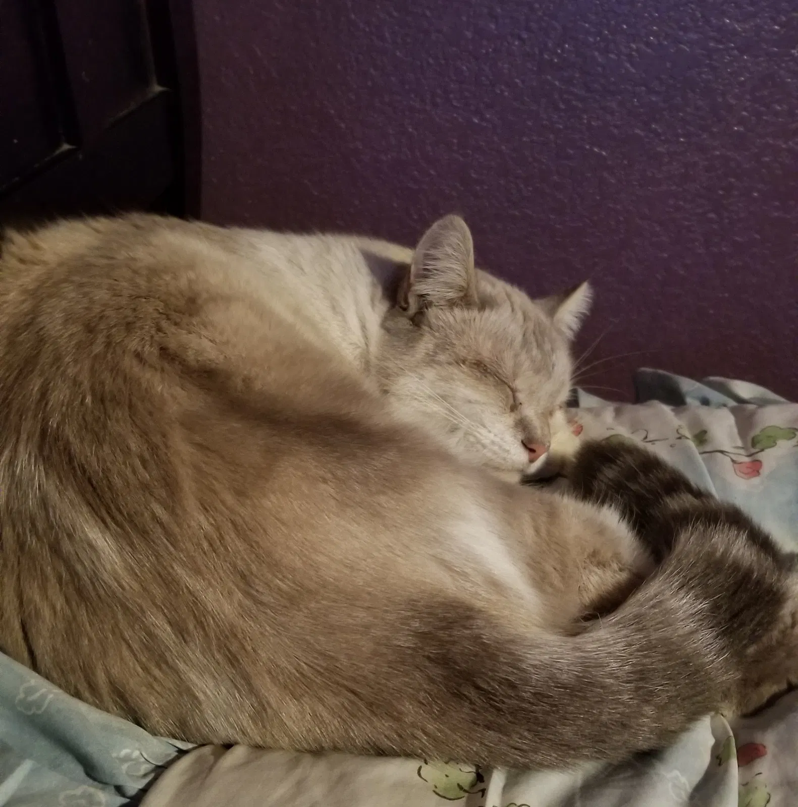 Lost cat in Lake Elsinore, CA, 92530