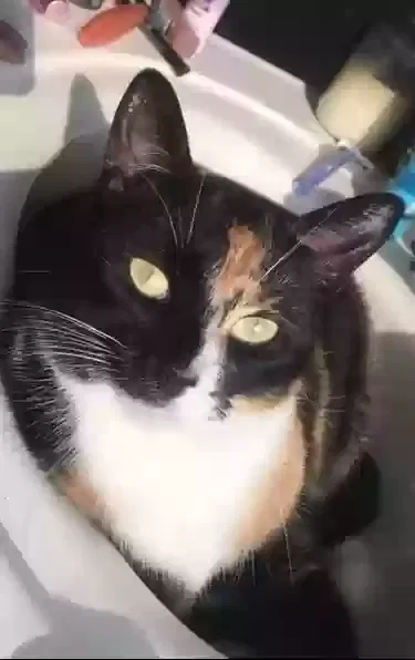 Lost cat in La Place, LA, 70068