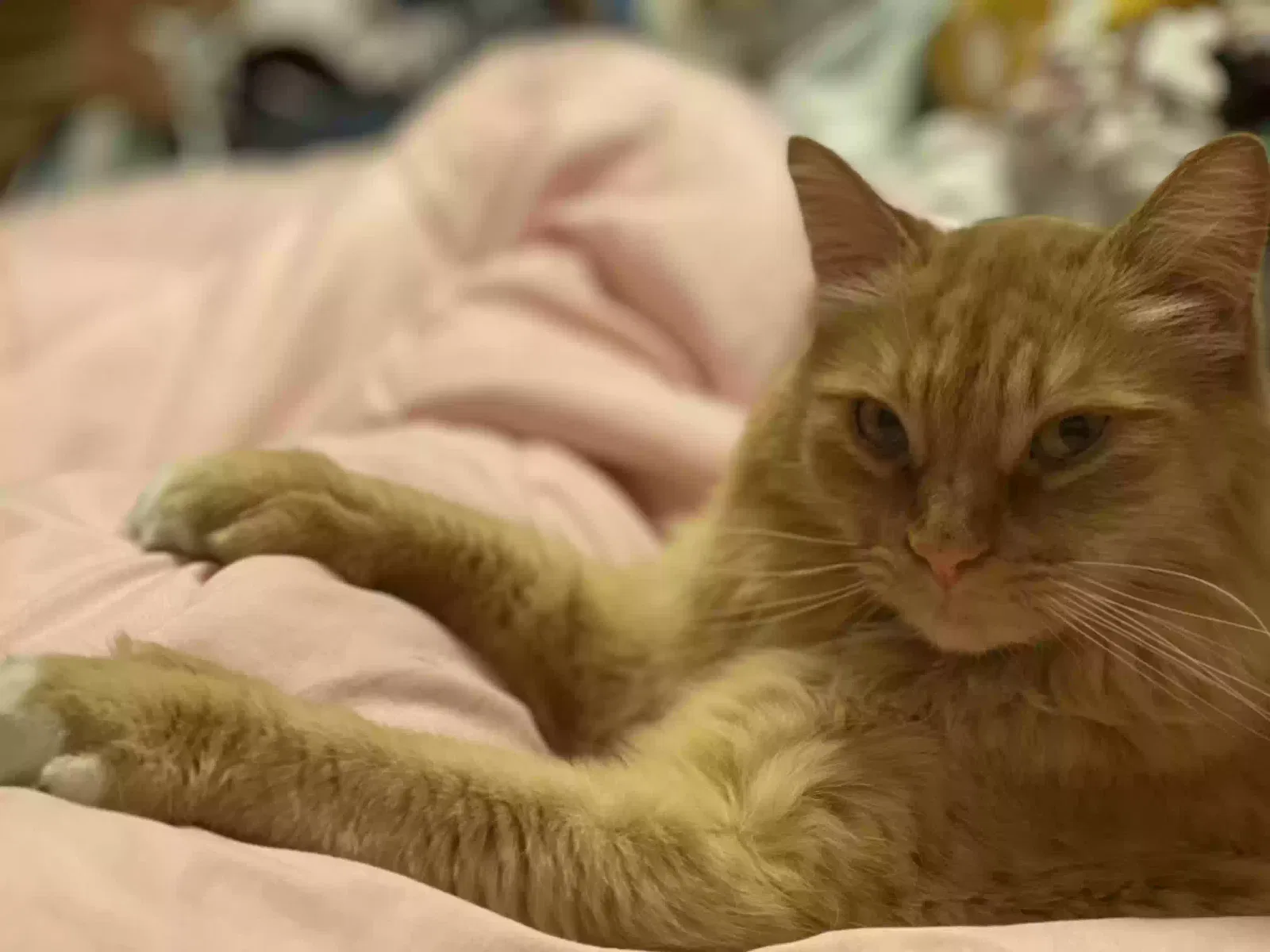 Lost cat in Salt Lake City, UT, 84116