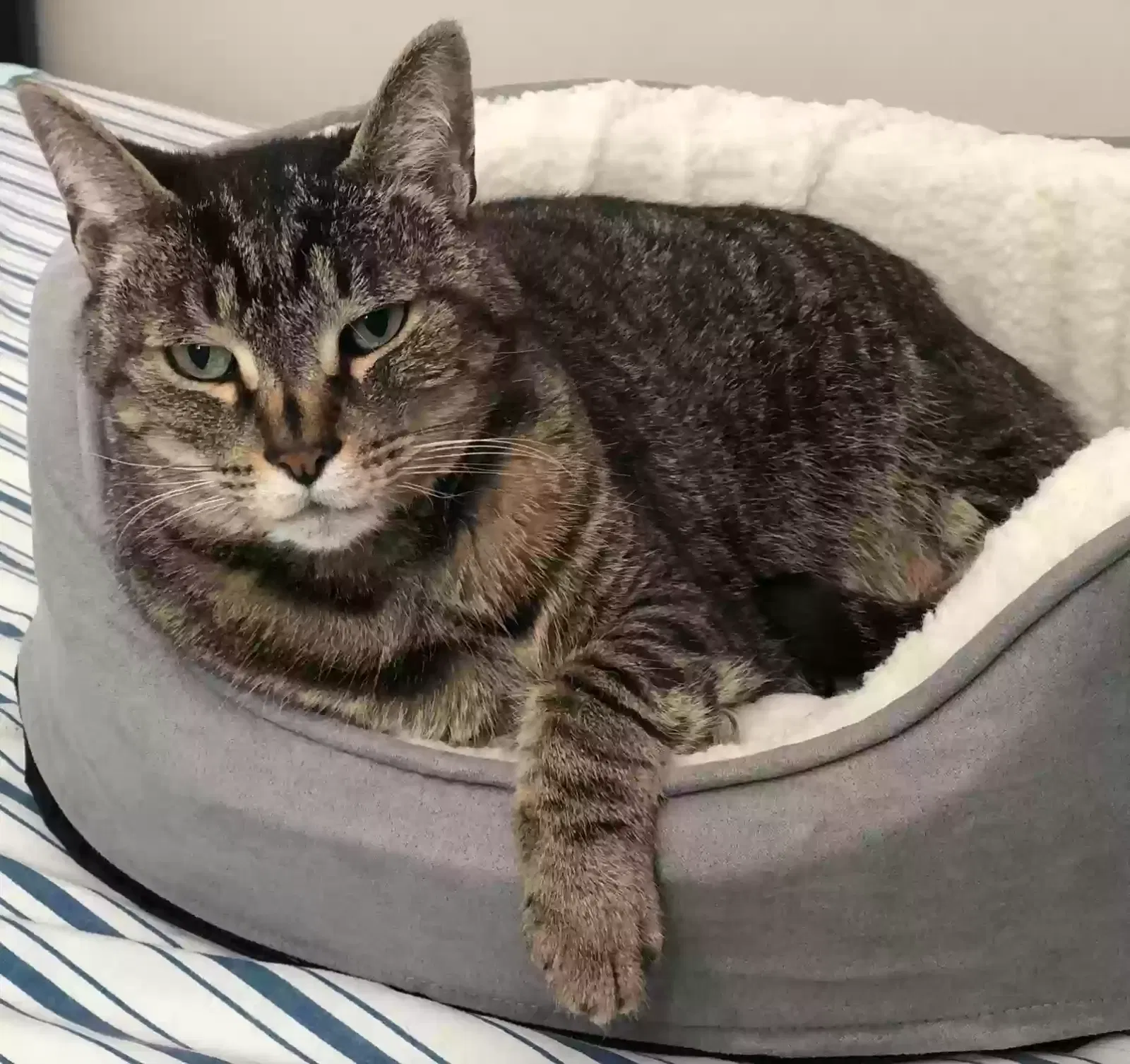 Lost cat in Glendale, CA, 91205