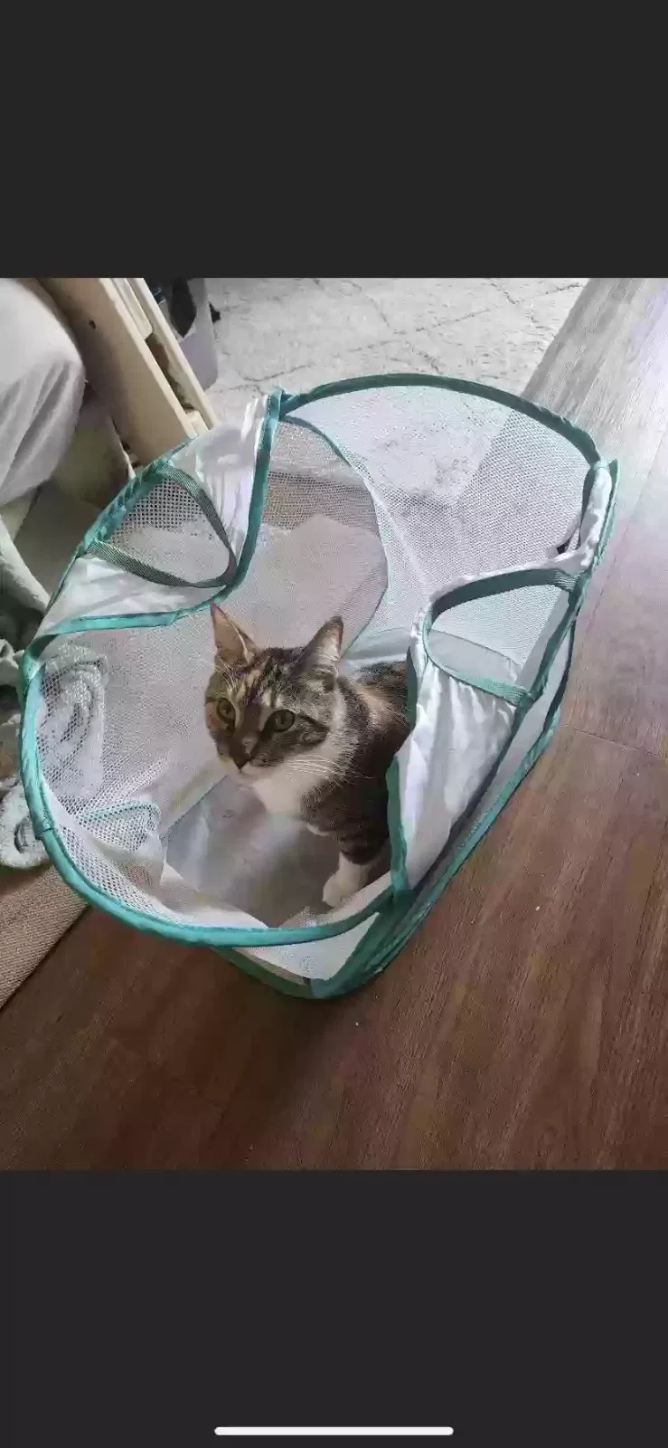 Lost cat in Denton, TX, 76201