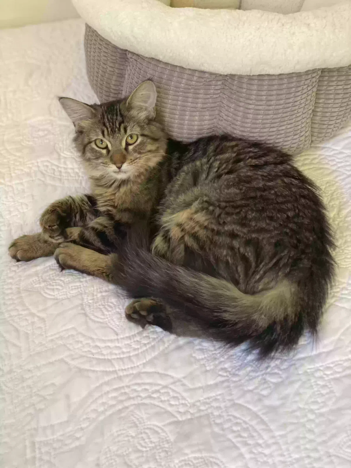 Lost cat in Tucson, AZ, 85716