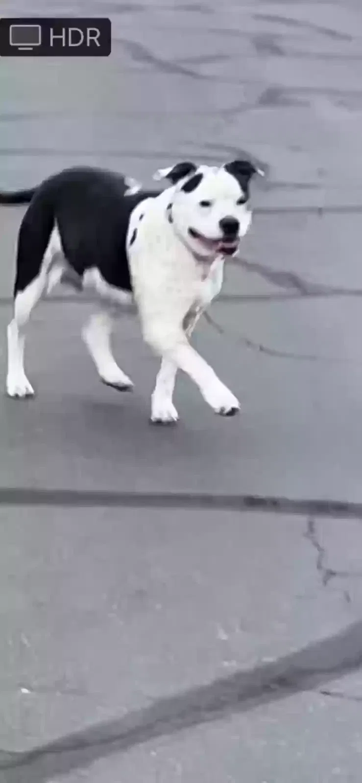 Lost dog in Lansing, MI, 48915